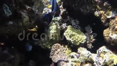 多彩海底世界，热带鱼、珊瑚礁附近的水母. 埃及